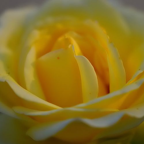 Online rózsa rendelés - Sárga - teahibrid rózsa - diszkrét illatú rózsa - Rosa Elina ® - Patrick Dickson,  Colin Dickson - Nagyvirágú teahibrid fajta.